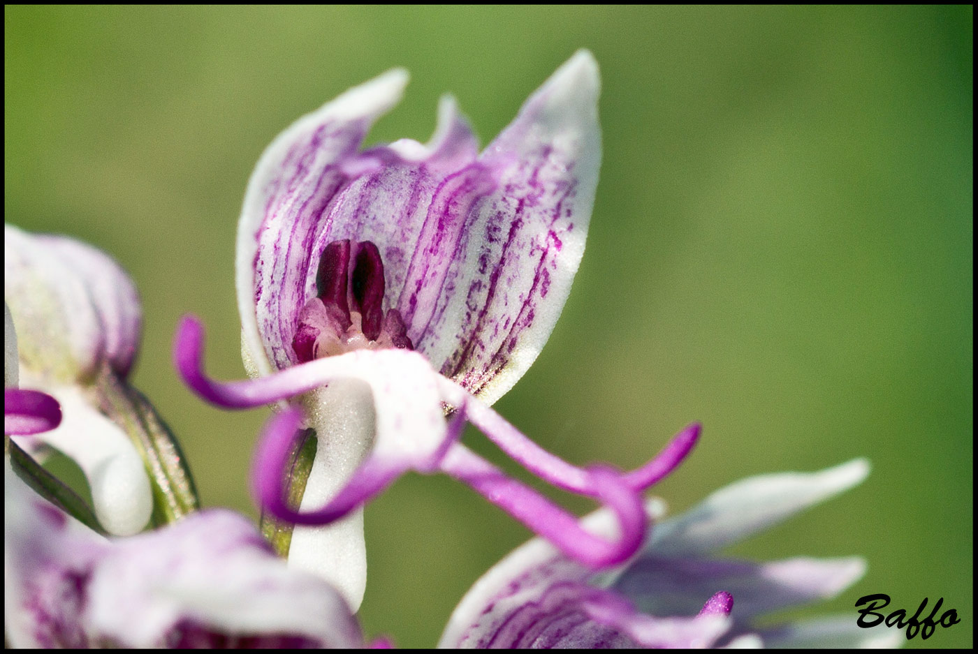 Orchis simia